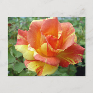 Orange und Gelb Rose 1 Postkarte