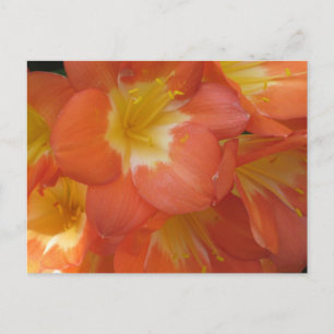 Orange- und Gelbblumen im Longwood Gardens, PA Postkarte