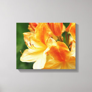 Orange und Gelbe Rhododendron Blume Leinwanddruck