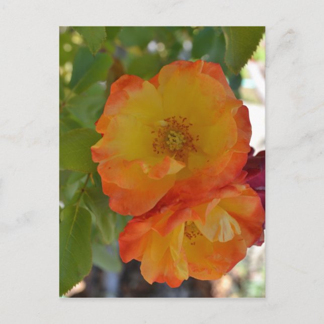Orange und Gelbe Rose Herbst Postkarte (Vorderseite)