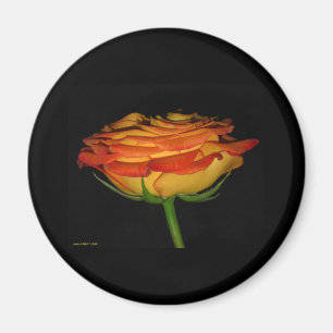 orange und gelbe Rose Magnet