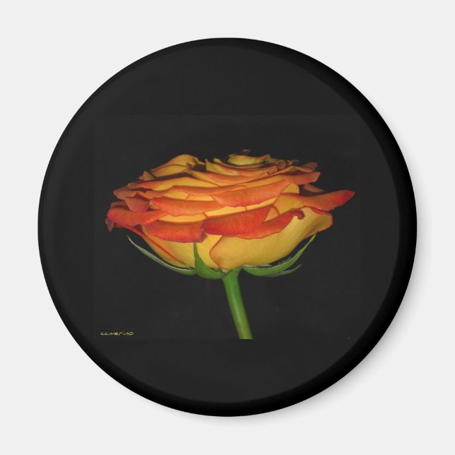 orange und gelbe Rose Magnet (Vorne)