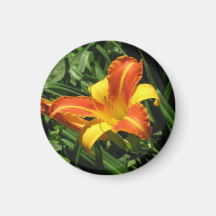 Orange und gelber Lilien-Magnet Magnet