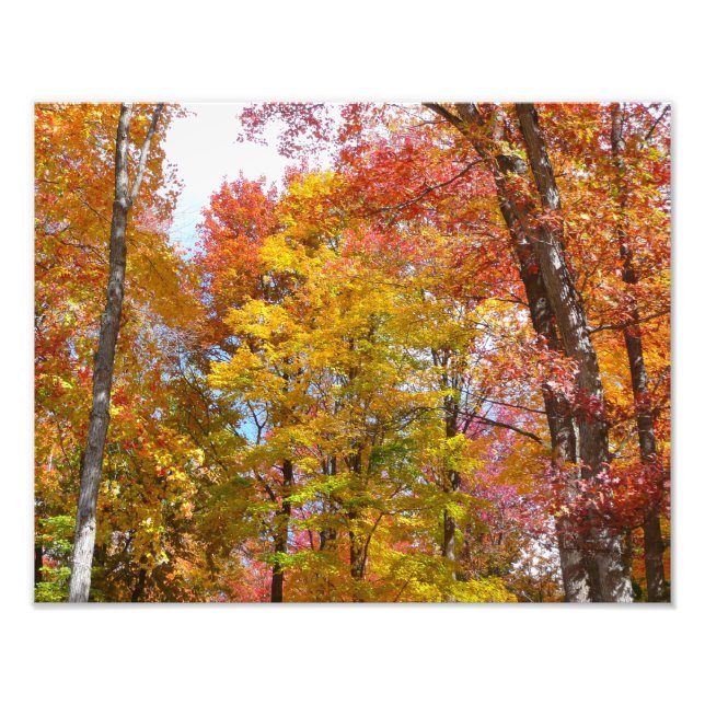 Orange- und Gelbfallbäume Herbstfotografie Fotodruck (Vorne)