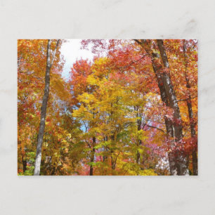 Orange- und Gelbfallbäume Herbstfotografie Postkarte