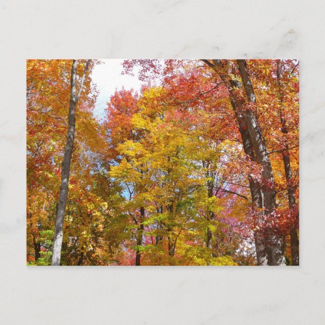 Orange- und Gelbfallbäume Herbstfotografie Postkarte (Vorderseite)