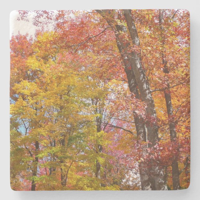 Orange- und Gelbfallbäume Herbstfotografie Steinuntersetzer (Vorderseite)