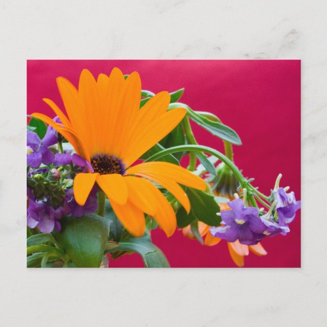 Orange und Lila Blume Thema Postkarte (Vorderseite)
