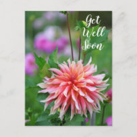 Orange und Pink Dahlia Blume bald wieder gut