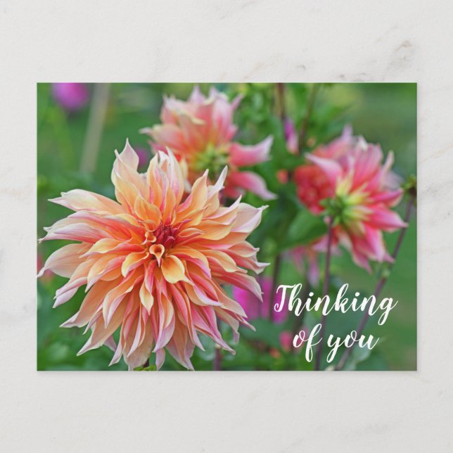 Orange und Pink Dahlia Blume Denken Sie an Sie Postkarte (Vorderseite)