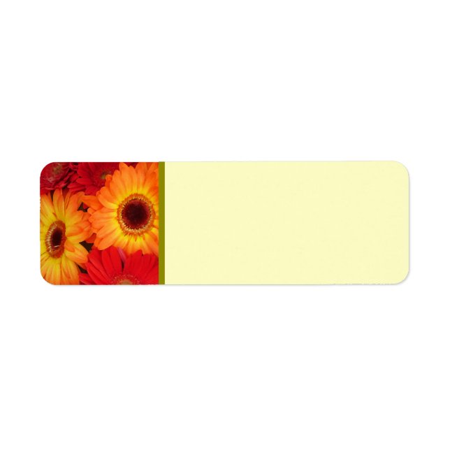 Orange und Red Gerber Daisies (Vorne)