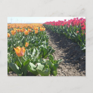 Orange und Red Tulips Field DIY Postkarte