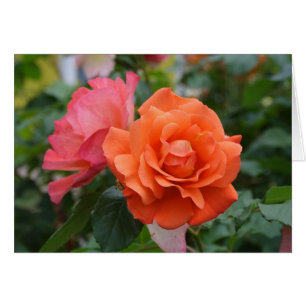 Orange und Rosa