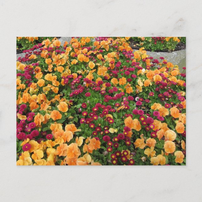 Orange und Rote Blume Postkarte (Vorderseite)