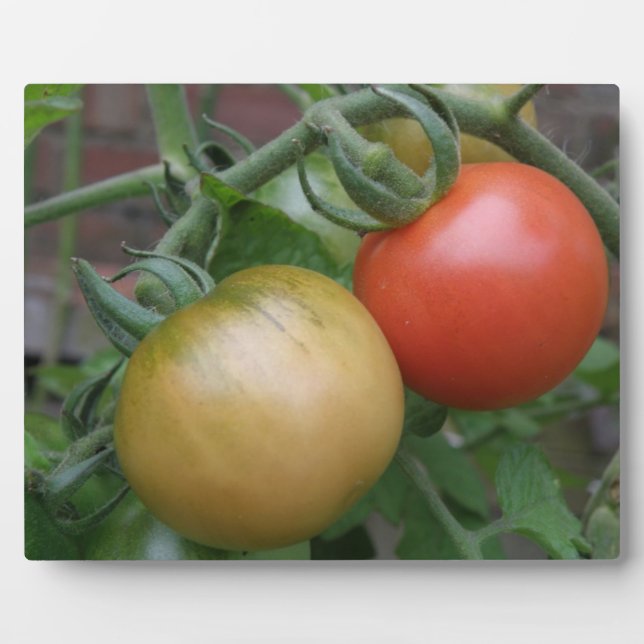 Orange und Rote Tomaten Plaque Fotoplatte (Vorderseite)