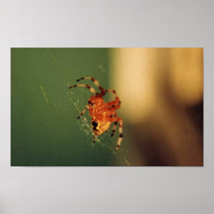Orange und Schwarze Spider Poster