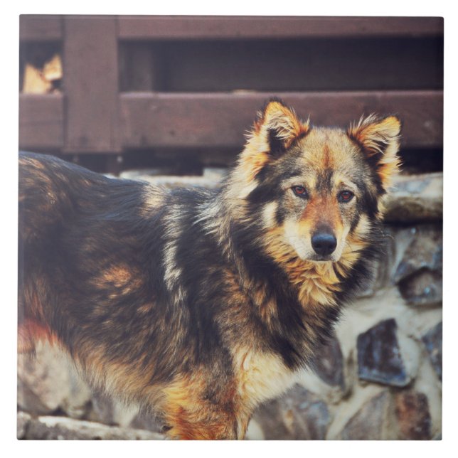 Orange und schwarzer Hund Fliese (Vorderseite)