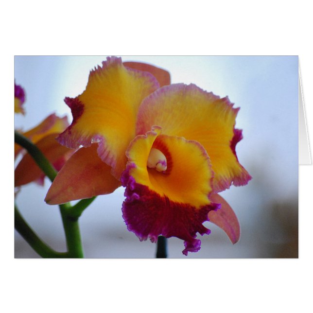 Orange und Violet Cattleya Orchid Card (Vorderseite (Horizontal))
