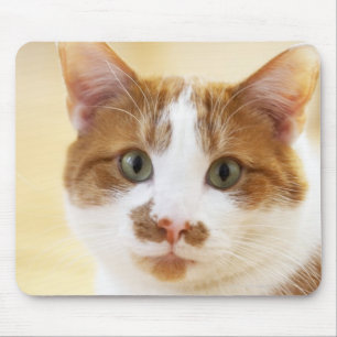 orange und weiße Katze, die Kamera betrachtet Mousepad