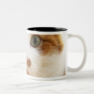 orange und weiße Katze, die Kamera betrachtet Zweifarbige Tasse
