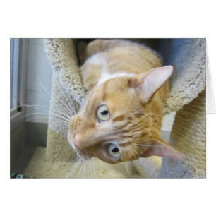 Orange und weiße Tabby-Katze