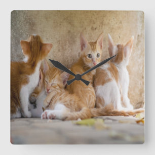 Orange und weißes Tabby-Kätzchen/addieren das Foto Quadratische Wanduhr