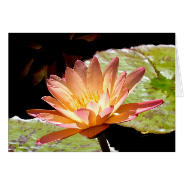 Orange Water Lily (Vorderseite (Horizontal))