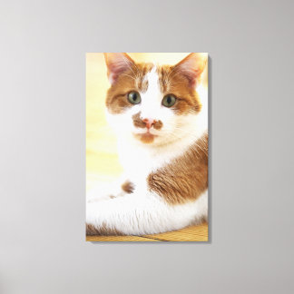 Orange-Weiß-Katze mit Kamera Leinwanddruck