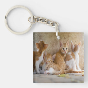 Orange-weiße getigerte Kätzchen/Fügen Sie das Foto Schlüsselanhänger