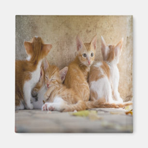 Orange-weiße getigerte Katze/Foto Ihres Haustieres Magnet