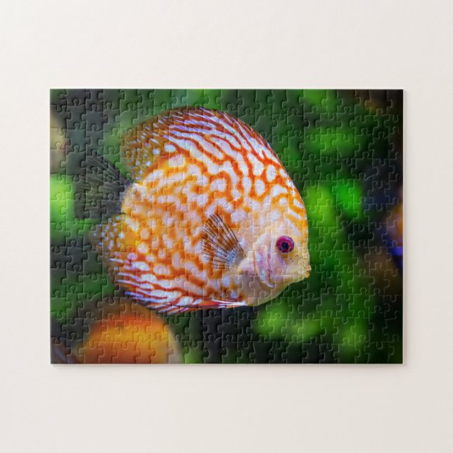 Orange White Discus Fish Aquarium Foto Puzzle (Horizontal)