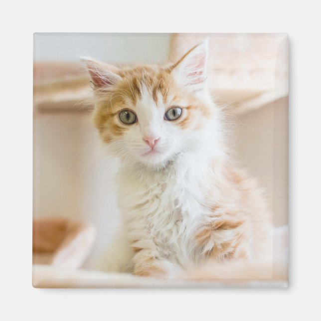 Orange & White Kitten Magnet (Vorne)