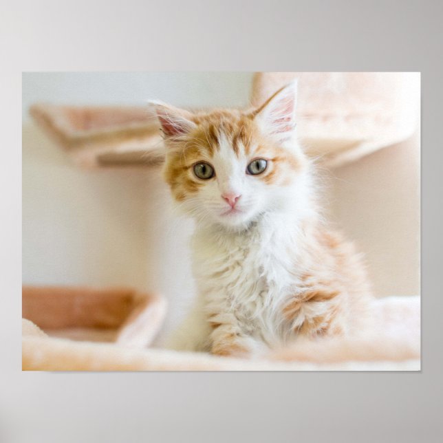 Orange & White Kitten Poster (Vorne)