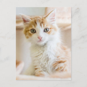 Orange & White Kitten Postkarte