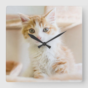 Orange & White Kitten Quadratische Wanduhr