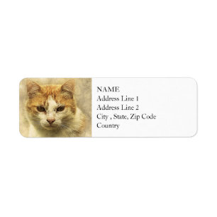 Orange & White Kitty ABSTRAKT Wasserfarbe