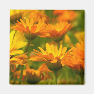 Orange Wild Blume Magnet