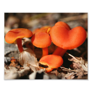 Orange Wild Mushrooms 10x8 Nature Print Fotodruck