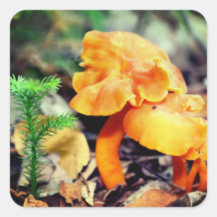 Orange Wild Mushrooms Nature Quadratischer Aufkleber