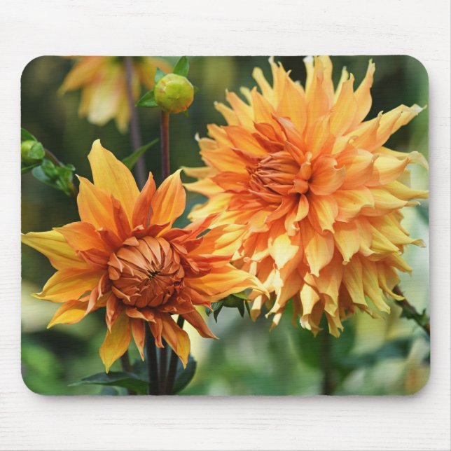 Orange & Yellow Dahlia Blume im Wisley Gardens Mousepad (Vorne)