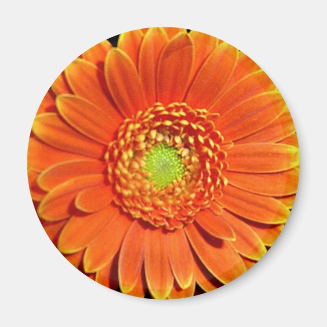 Orange Yellow Daisy Blume Magnet (Vorne)