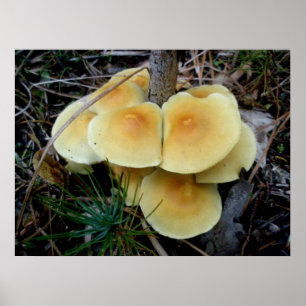 Orange Yellow Mushroom Colony OBX Poster