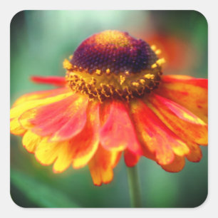 Orange Yellow Zinnia Blume Quadratischer Aufkleber