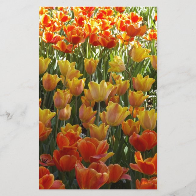 Orange-&-Yelow-Tulips.jpg Briefpapier (Vorderseite)