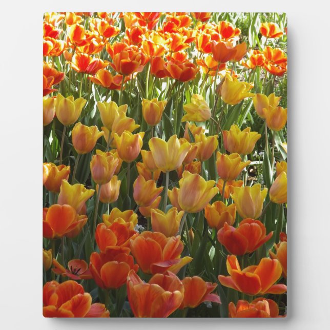 Orange-&-Yelow-Tulips.jpg Fotoplatte (Vorderseite)