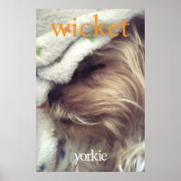 Orange Yorkie Name & Foto