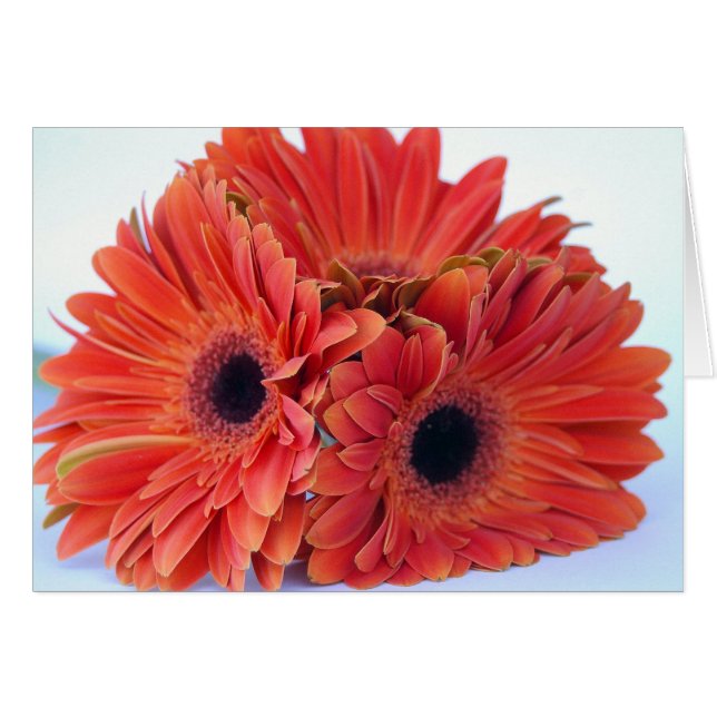 Orange Zerstampfungs-Trio-Karte (Vorderseite (Horizontal))