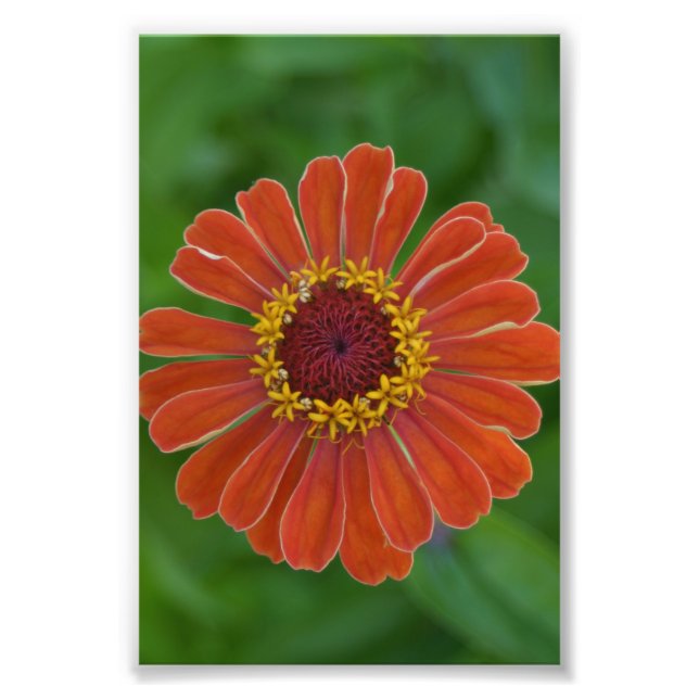 Orange Zinna Blume blühen Blumenfotografie Fotodruck