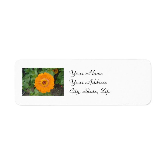 Orange Zinnia (Vorne)