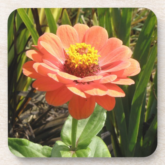 Orange Zinnia Blume Cork Untersetzer (Vorderseite)